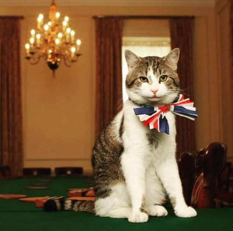 gatos-downing-street-larry.jpg gatos-downing-street-larry.jpg