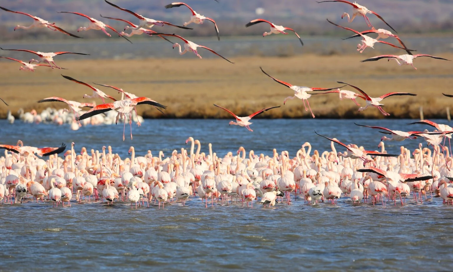 flamingo.jpg?v=0 flamingo.jpg?v=0
