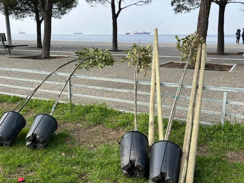 dentra-nea-paralia3.jpg dentra-nea-paralia3.jpg