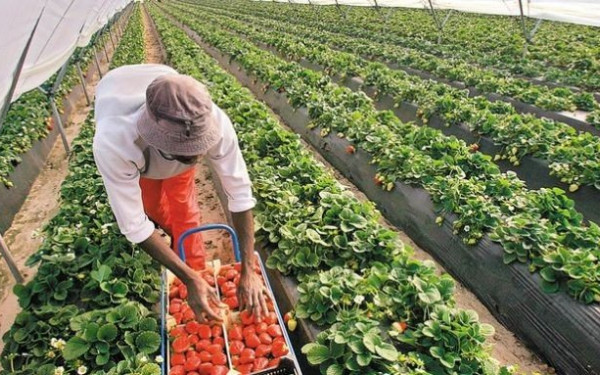 Επιστρέφει η καλλιέργεια της φράουλας στην Φλώρινα