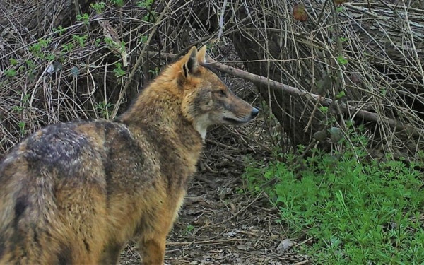 Τσακάλια στη Χαλκιδική ακόμη και δίπλα στο κύμα - Σε ποιες περιοχές έχουν εμφανιστεί