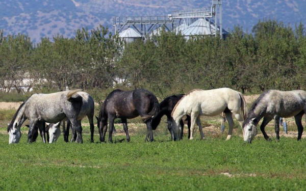 Δέλτα Έβρου: Συντονισμένη κινητοποίηση για τη διάσωση των άγριων αλόγων