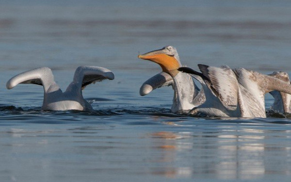 Θεσσαλονίκη: «Pelican Watch», μια εφαρμογή της επιστήμης των πολιτών για τους πελεκάνους