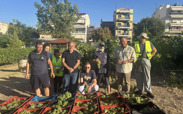 Άρχισε ο τρύγος στον αστικό Αμπελώνα του δήμου Θεσσαλονίκης (βίντεο)