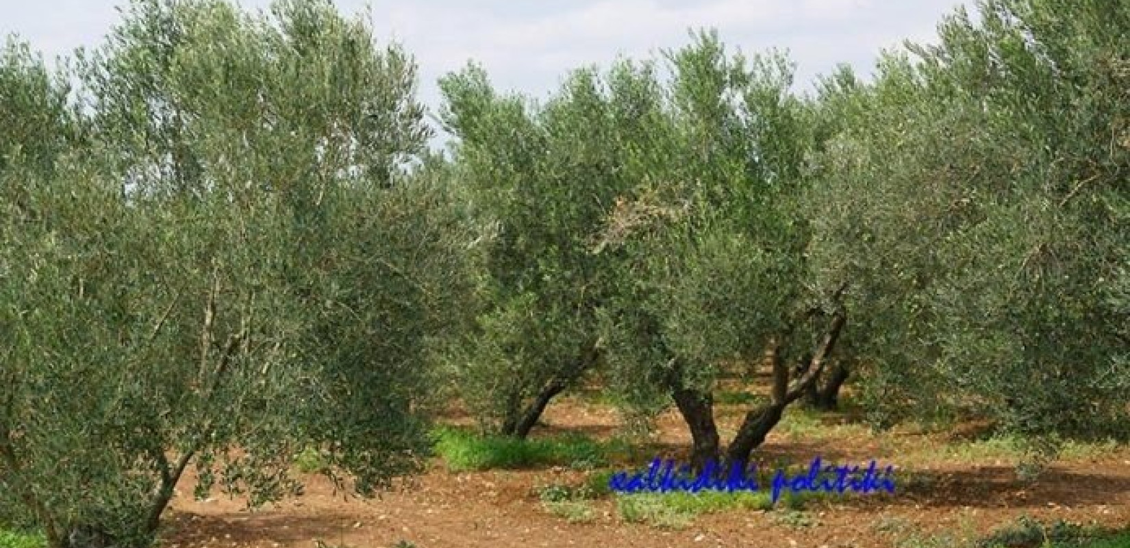 Χαλκιδική: Η έλλειψη εργατών γης αφήνει τις ελιές... στα δέντρα