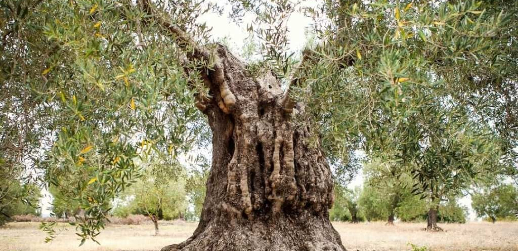 Χαλκιδική: Επιλέξτε ένα ελαιόδεντρο -και μέσω skype-, υιοθετήστε το και ακούστε ακόμα και τη "μουσική" του! (φωτ.)
