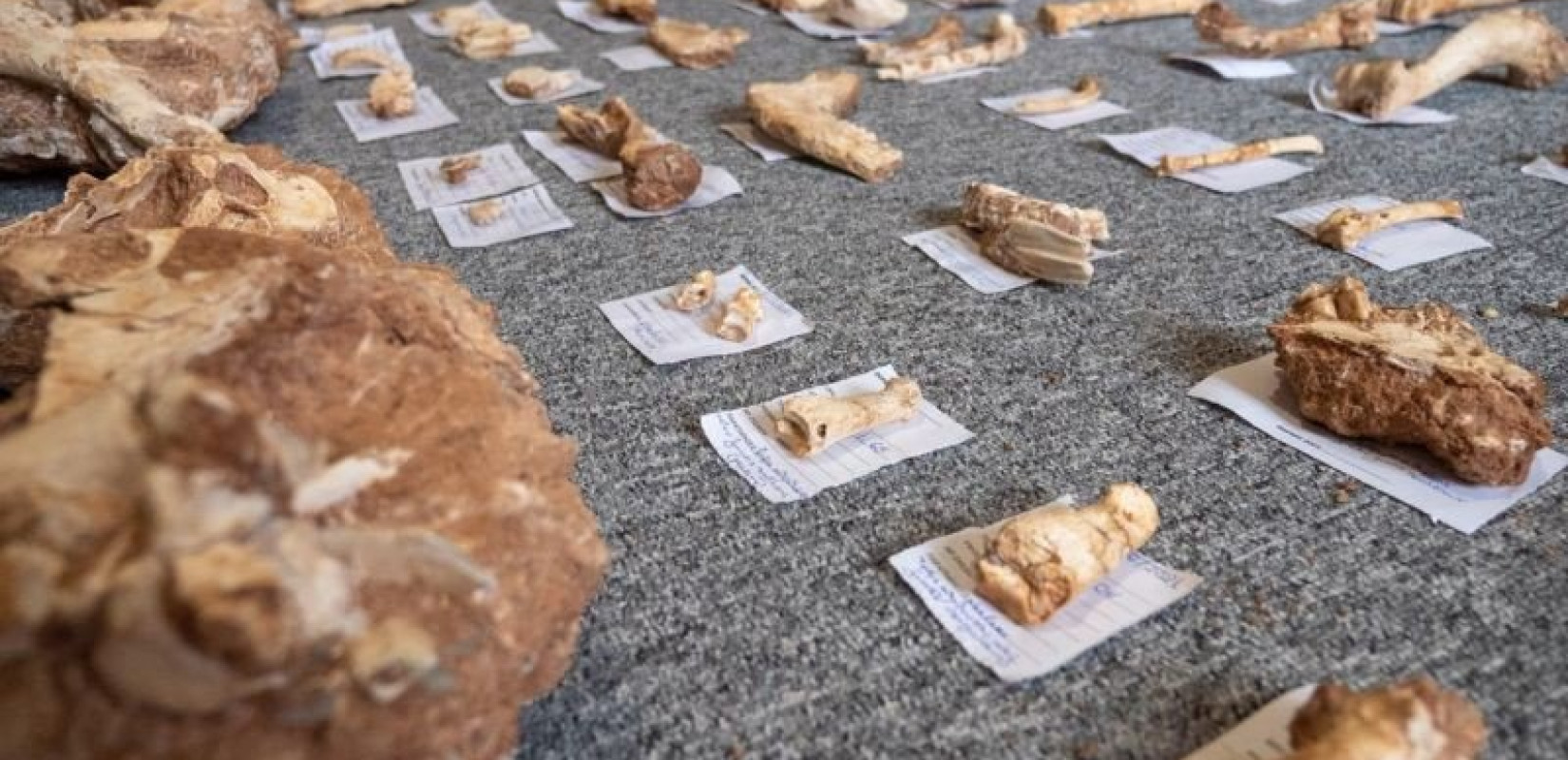 Στο φως ένα σύγχρονο «τζουράσικ παρκ» στη Λέσβο (Φωτ.)