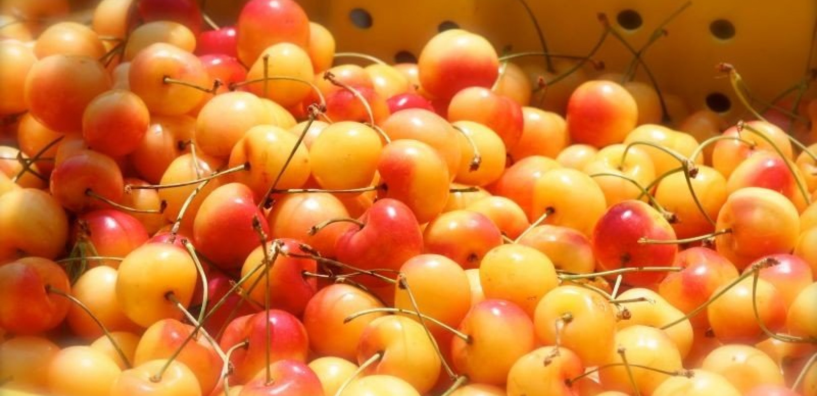 Πέλλα: Το γαλανό/άσπρο κεράσι Αρχαγγέλου διεκδικεί τον τίτλο του ΠΟΠ	