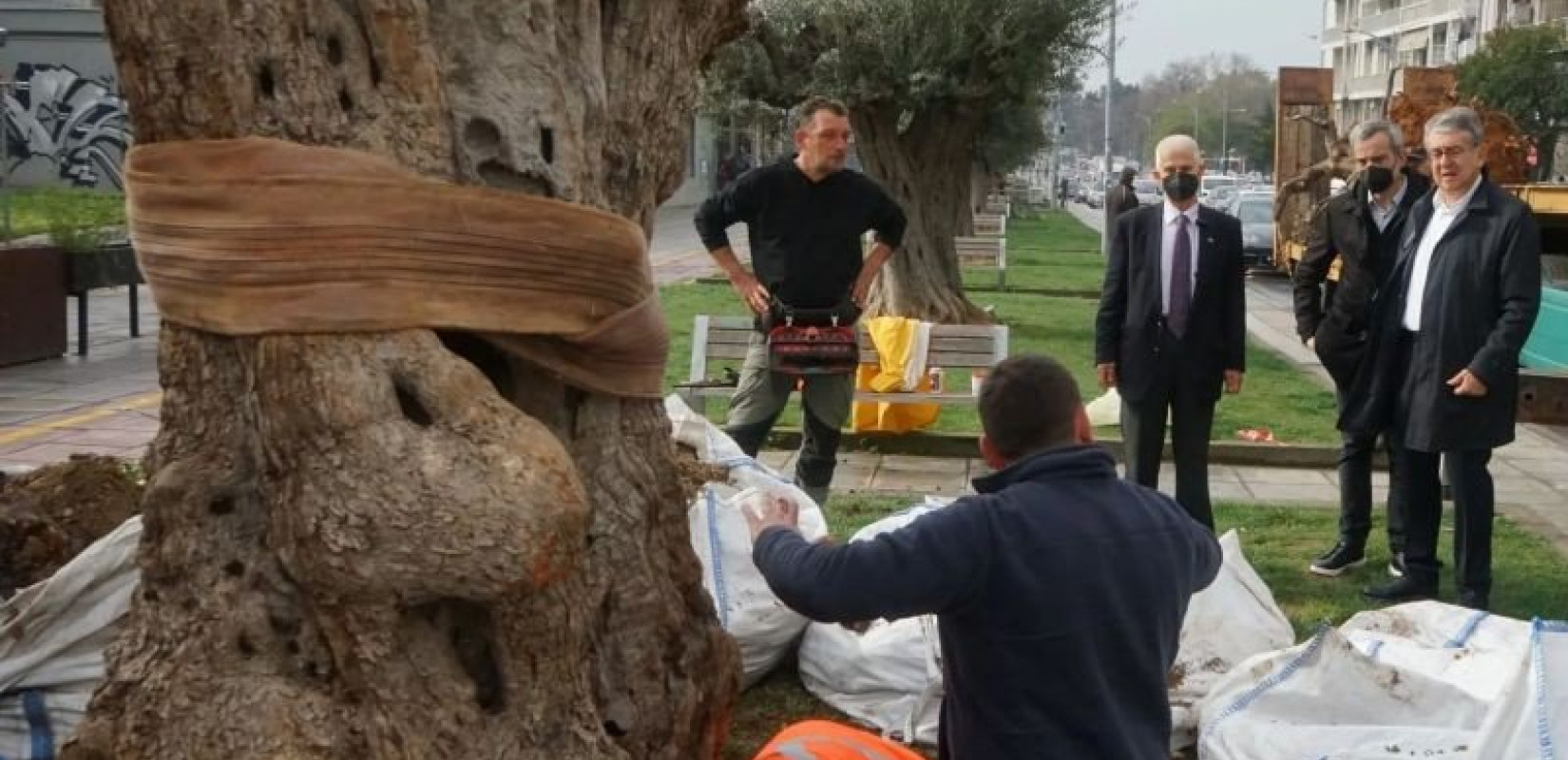 Δύο νέα ελαιόδεντρα υποδέχτηκε η οδός Αγγελάκη (Φωτ.)