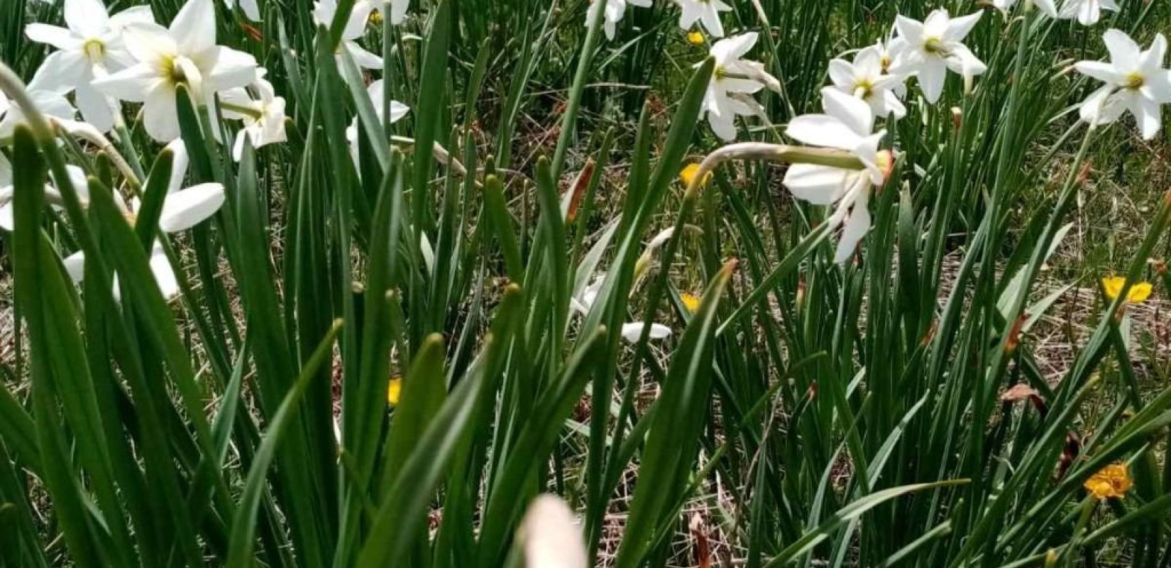 Θεσσαλονίκη: Πρωτομαγιά στην Άνω Πόλη