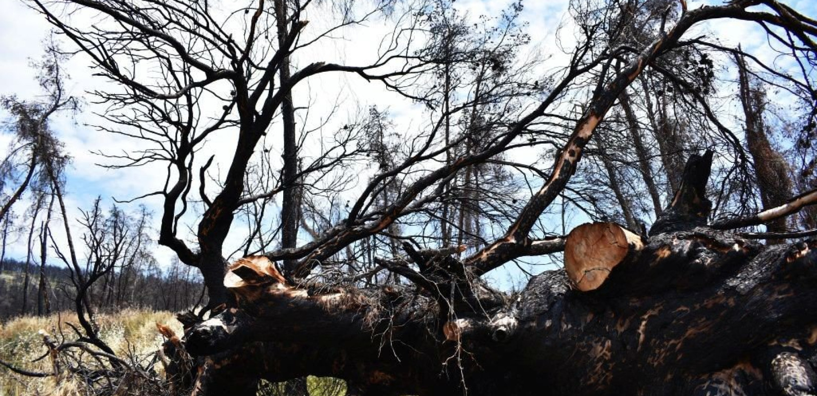 «Ο ουρανός έβρεχε στάχτες»: Η Βόρεια Εύβοια θυμάται την πύρινη κόλαση ζώντας ανάμεσα στα αποκαΐδια (βίντεο, φωτ.)