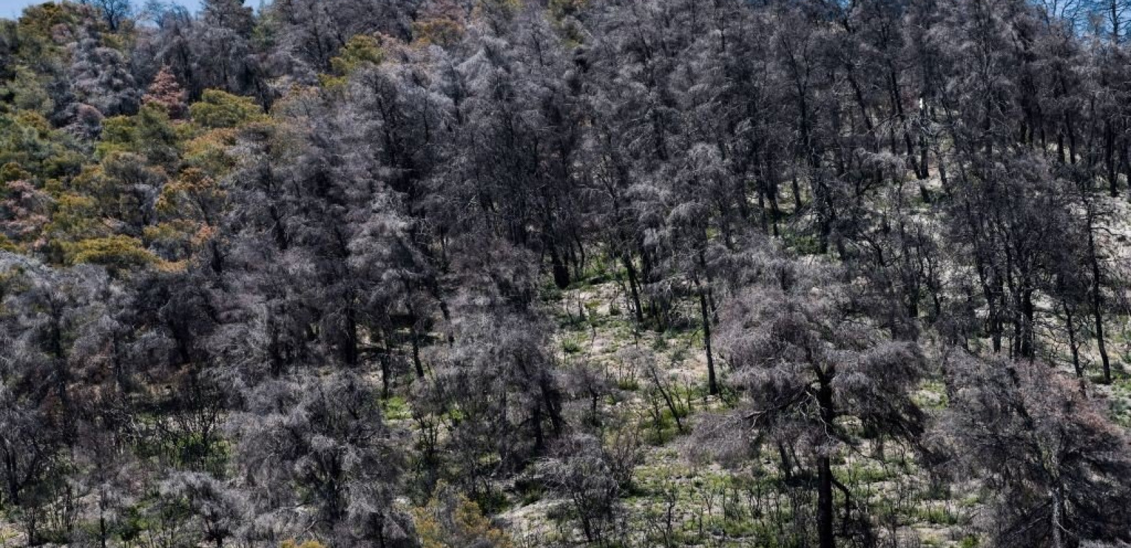 Σύσκεψη υπό Μητσοτάκη για την υλοποίηση του Προγράμματος Ανασυγκρότησης της Βόρειας Εύβοιας 
