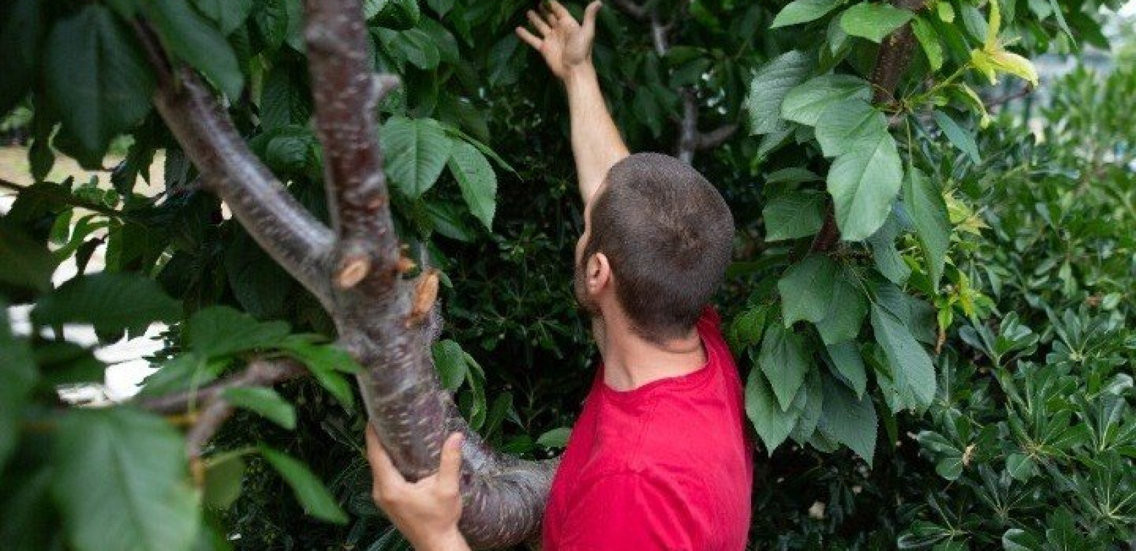 Φρέσκα φρούτα για φοιτητές και προσωπικό από την αυλή του... ΠΑΜΑΚ!