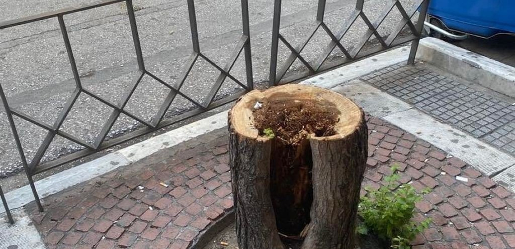 Κόπηκαν δεκάδες δέντρα στην Τσιμισκή - Τι σχεδιάζει ο δήμος μετά το φονικό χτύπημα της κάμπιας (φωτ.)