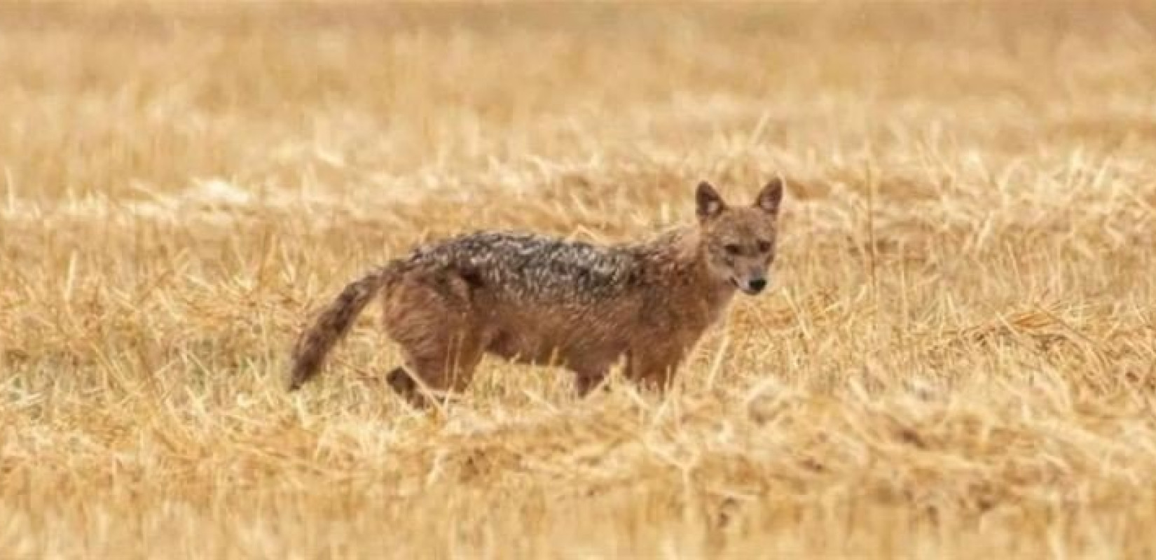 Βίντεο: Τσακάλι κάνει βόλτες ανάμεσα σε κοπάδι νεροβούβαλων στην Λίμνη Κερκίνη 