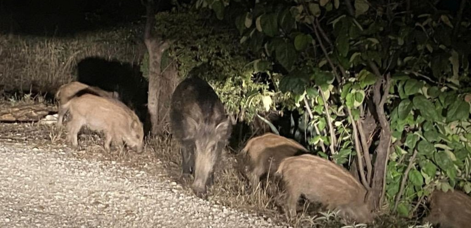 Θεσσαλονίκη: Για... βόλτα και μούρα βγήκαν τα αγριογούρουνα στο Πανόραμα - Δείτε βίντεο