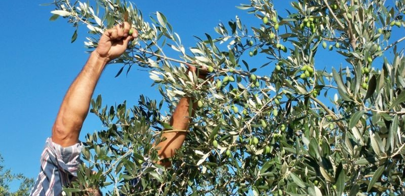 Ανησυχία για την ελαιοπαραγωγή στην Κρήτη