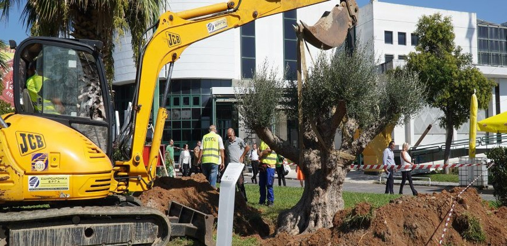 Η ΕΡΓΟΣΕ μεταφύτευσε υπεραιωνόβια ελιά στην «καρδιά» της ΔΕΘ 