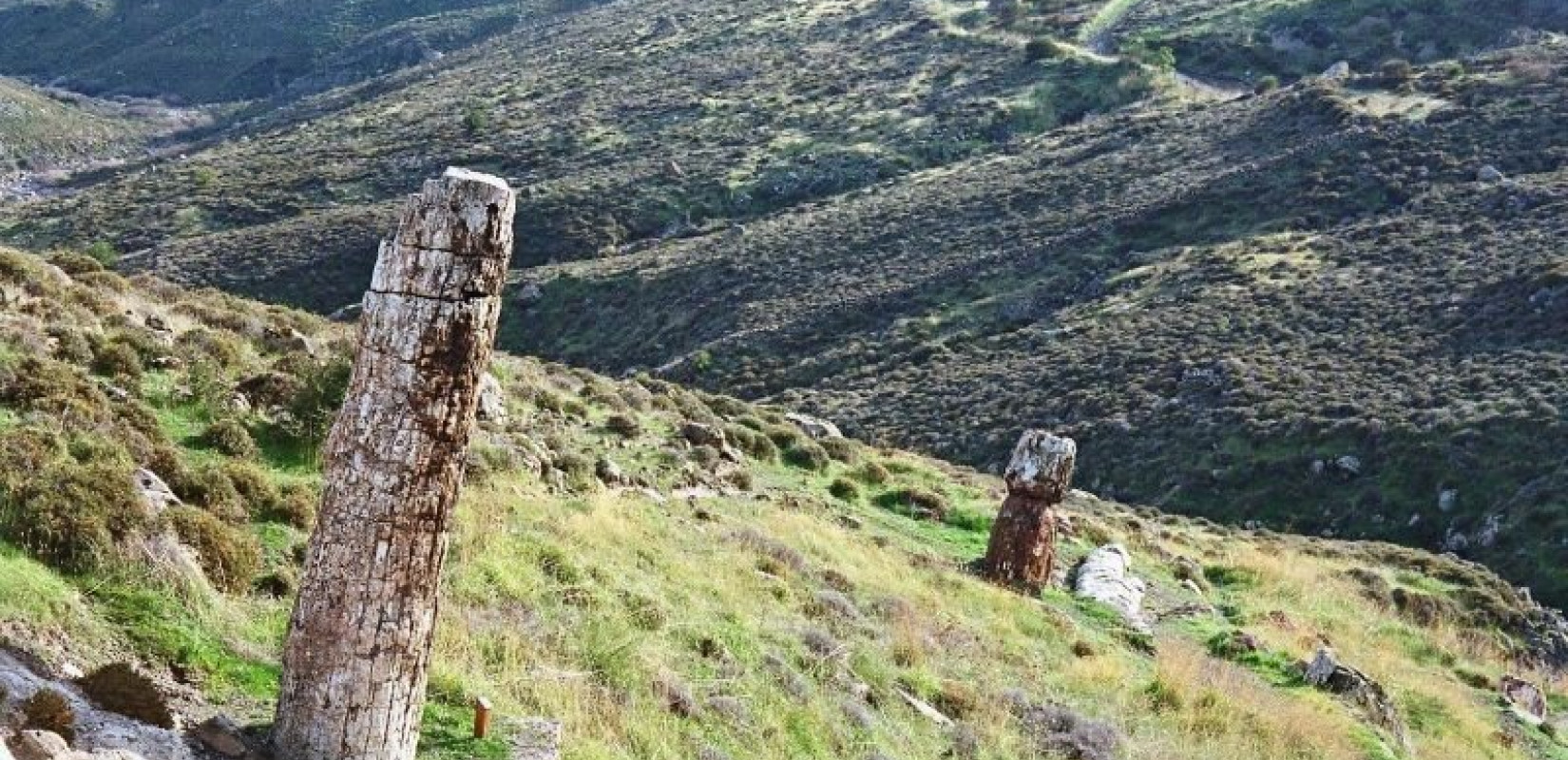 Τελικά η Λέσβος είχε μπανανόδεντρα και φοίνικες στο «πρόσφατο» παρελθόν (φωτ.)