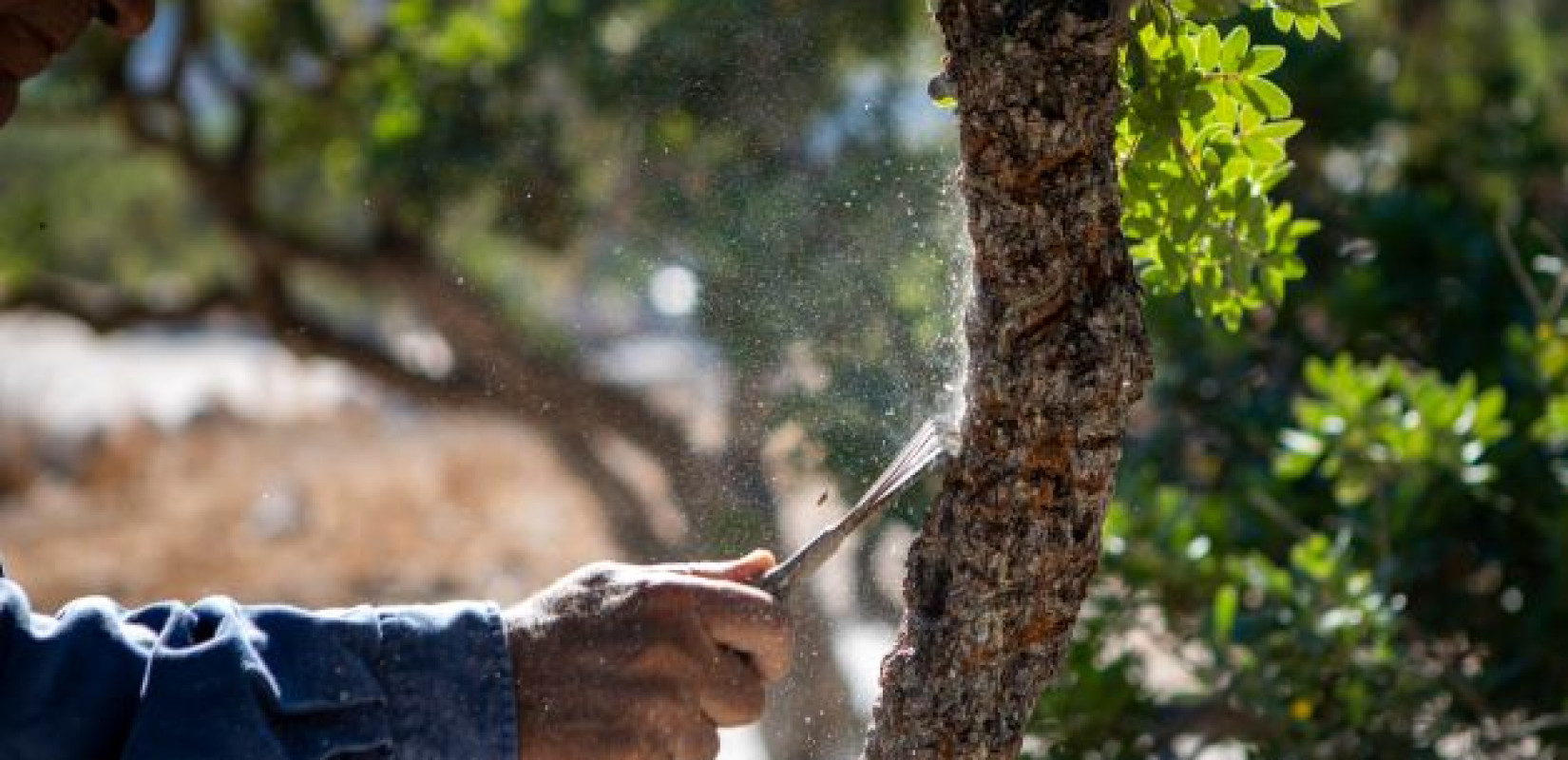 Mαστίχα, ο «λευκός χρυσός» της Χίου