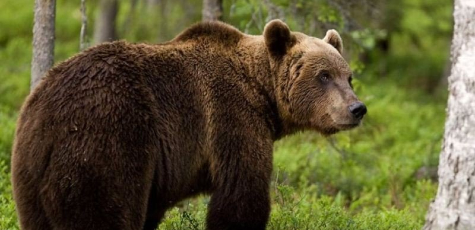 Eορδαία: Αρκούδα «ρημάζει» κτηνοτροφικές Μονάδες και κτήματα