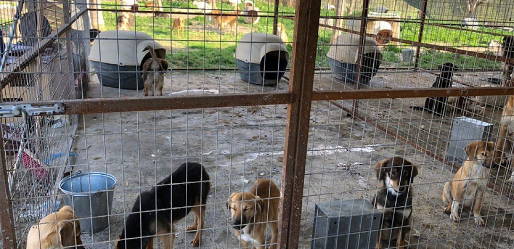 Από το δρόμο στο… σπίτι θα βρεθούν εκατοντάδες αδέσποτα ζώα - Πού θα γίνει το πρώτο διαδημοτικό καταφύγιο