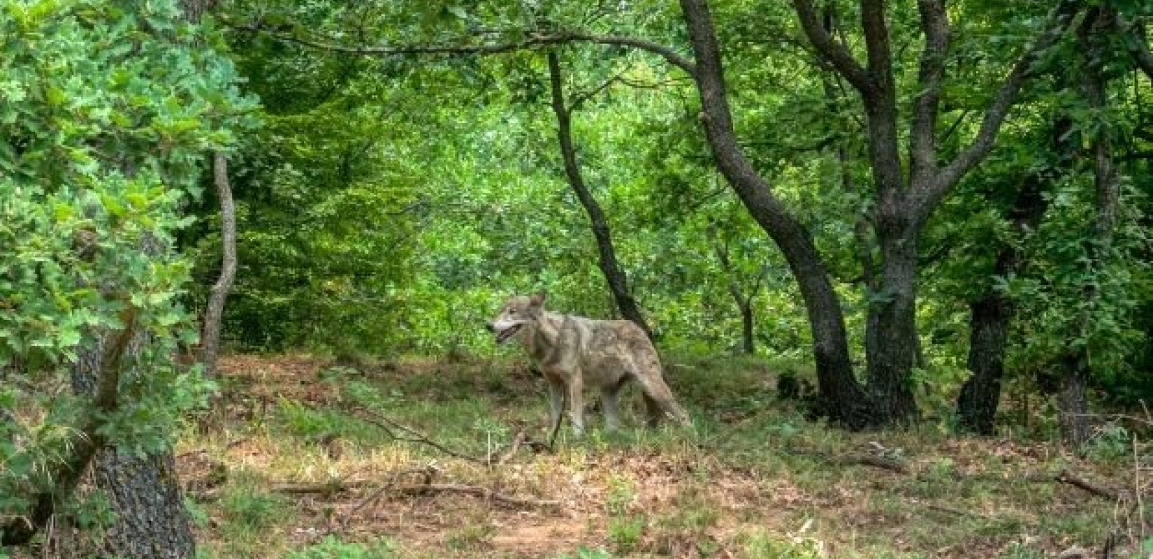 Κέντρο Προστασίας Λύκου & λύγκα από τον «Αρκτούρο» (φωτ.)