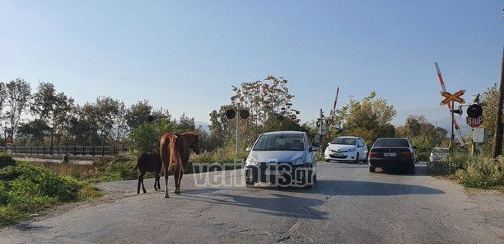 Βέροια: Άλογα «κόβουν» βόλτες στο δρόμο (φωτ.)