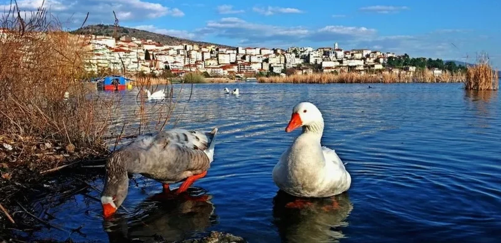 «Oικολογική» υποδοχή του 2023 ζητούν οι περιβαλλοντικές οργανώσεις - Τα ζώα τρομάζουν από τα βεγγαλικά