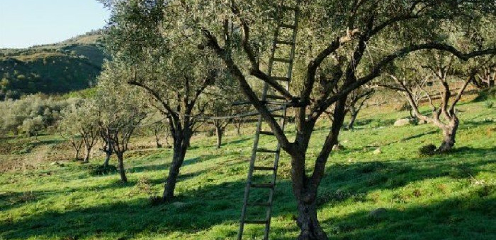 Χαλκιδική: Σε «θερμικό στρες» ελιά και ελαιοπαραγωγοί - Δεν αποκλείεται να βγάλουν τα τρακτέρ στους δρόμους