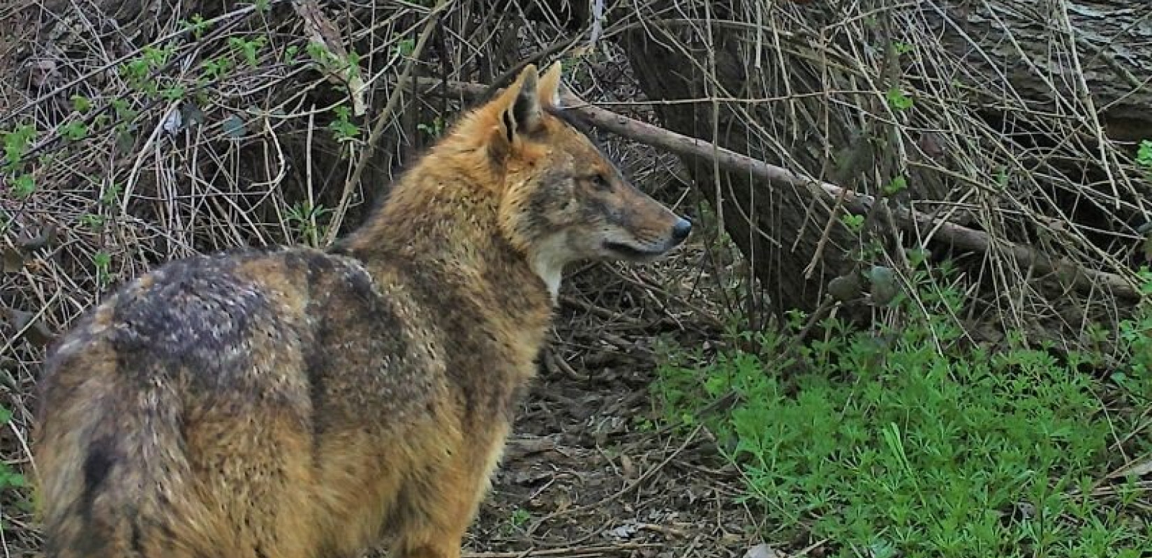  «Δυναμώνει» το ουρλιαχτό των τσακαλιών στα ελληνικά δάση