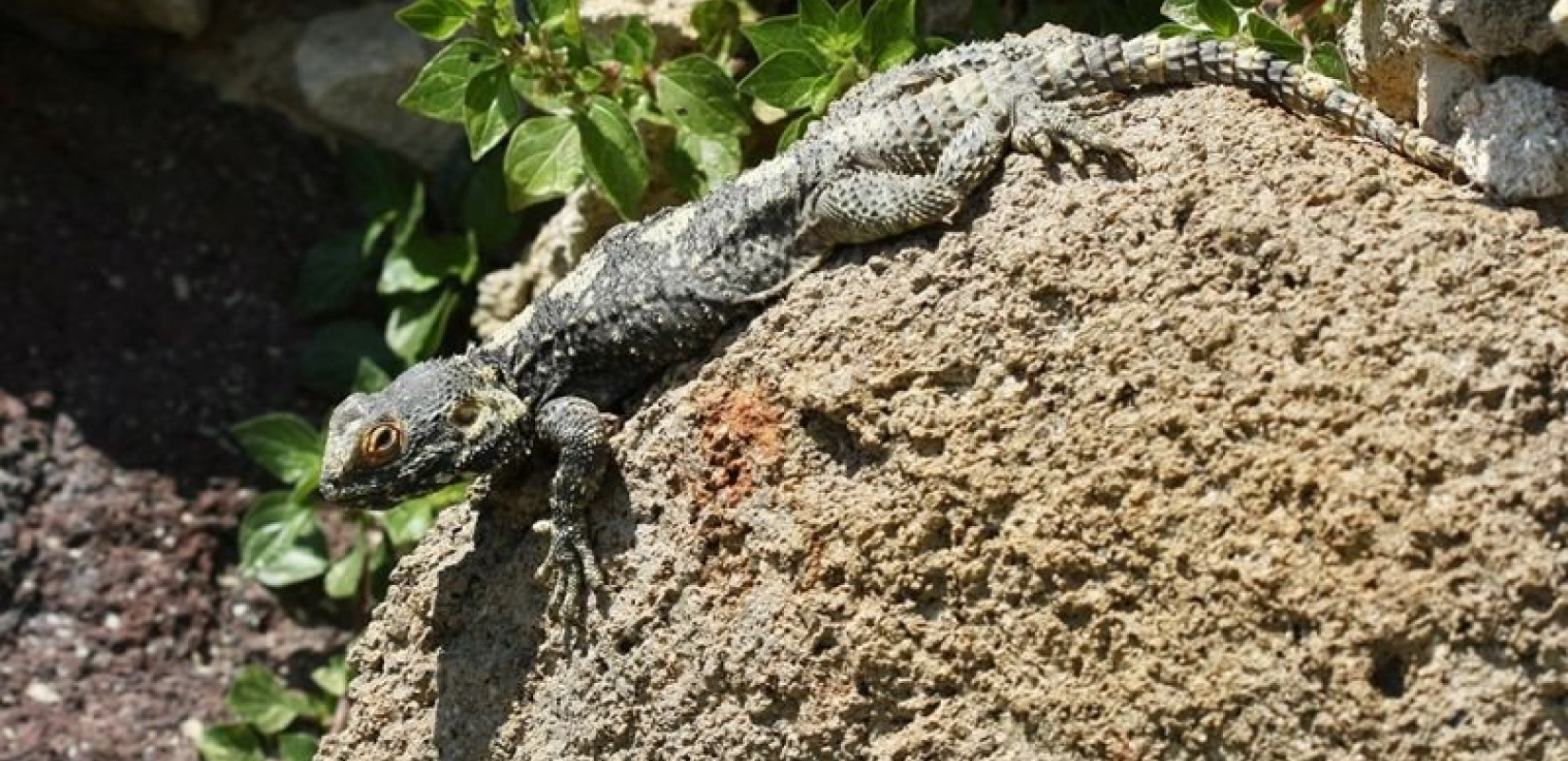   Πλούσιο σε ερπετά και αμφίβια είναι το Σέιχ Σου (φωτ.)