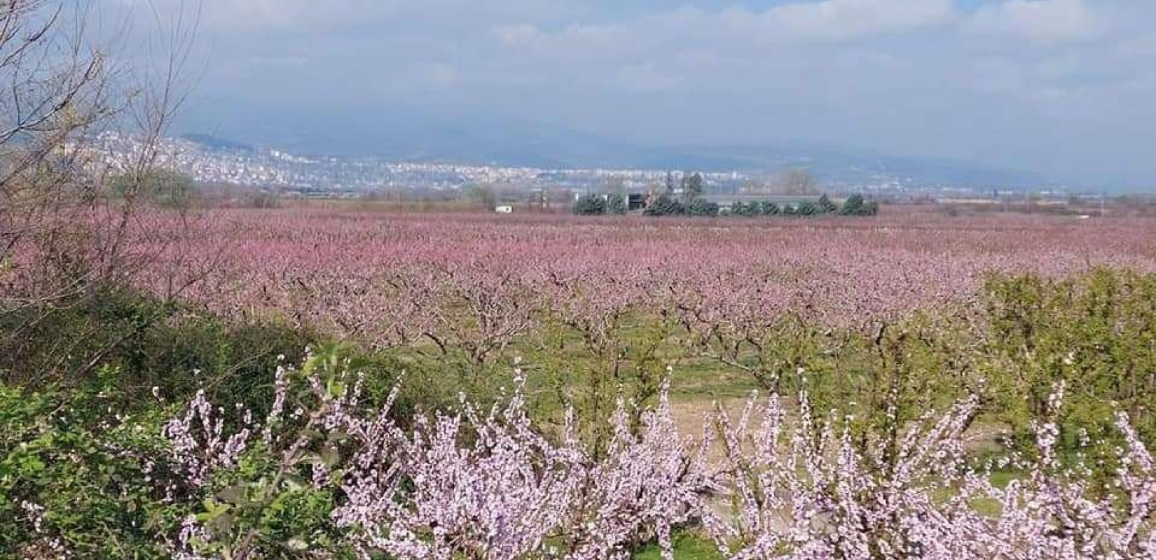 Ημαθία: Βόλτα στις ανθισμένες ροδακινιές με... ταξί (φωτ.)