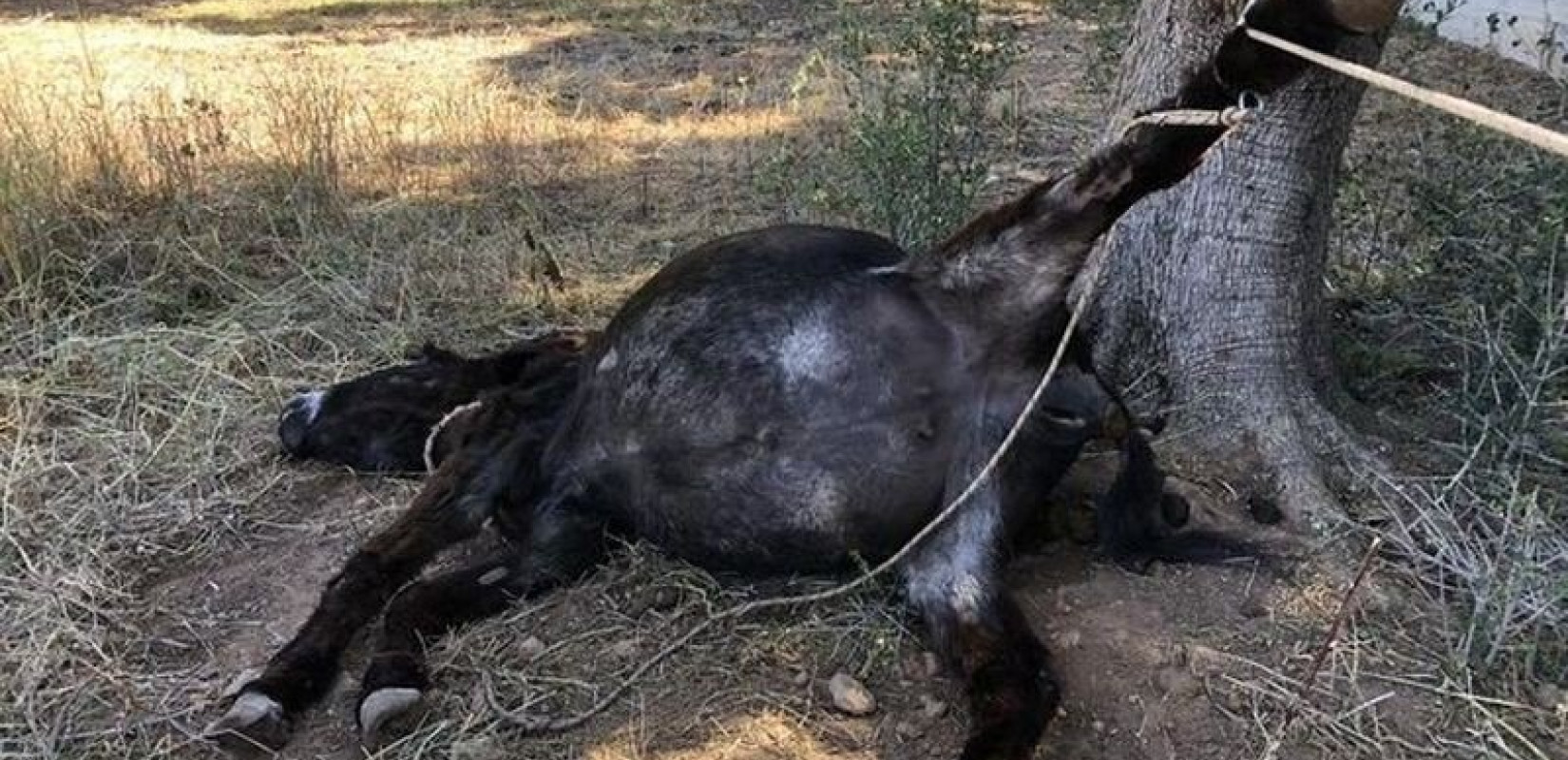 Κορωπί: Συνελήφθη ο ιδιοκτήτης του γαϊδουριού που το άφησε δεμένο να πεθάνει (βίντεο)