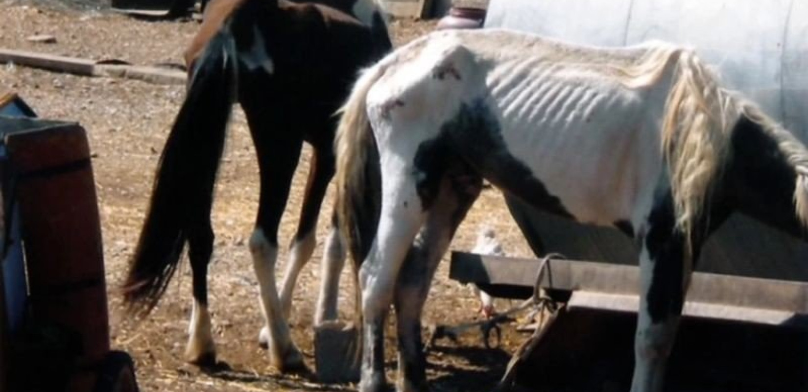 Κτηνωδία στα Γρεβενά: Άγνωστοι πυροβόλησαν, σκότωσαν και τεμάχισαν πέντε άλογα στη Σαμαρίνα (βίντεο)