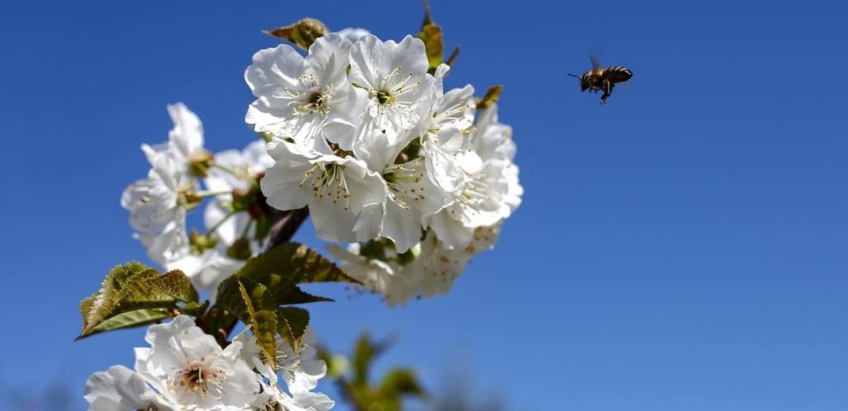 Διδυμότειχο: Μελισσοκόμος ετών…14 έχει ήδη το δικό του Μελισσοκομείο - Δείτε βίντεο