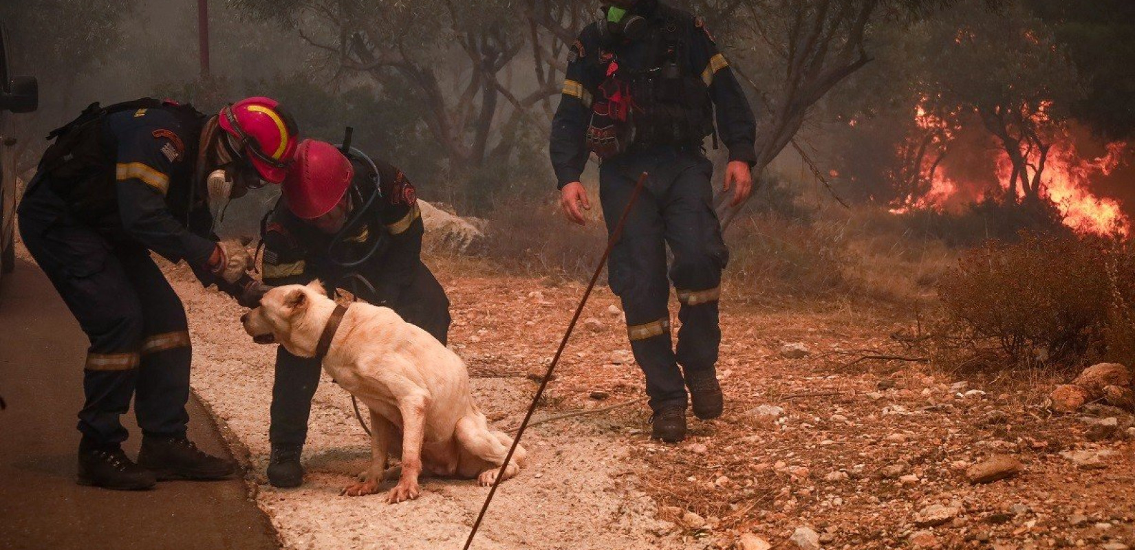 Πυρκαγιές: Οδηγίες της Πολιτικής Προστασίας για τον απεγκλωβισμό ζώων