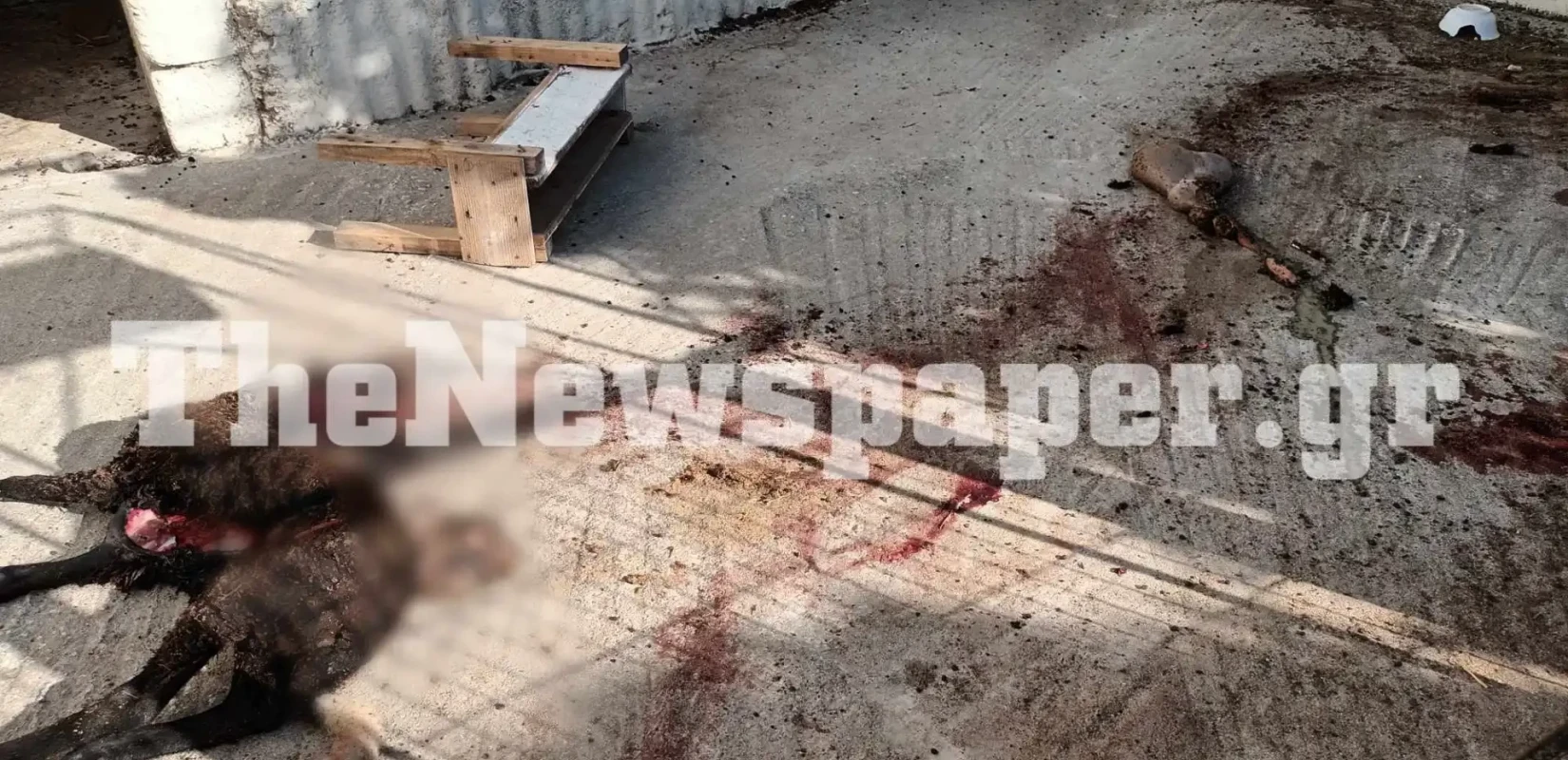 Φρίκη σε χωριό της Μαγνησίας: Κατακρεούργησε αρνάκι σε αυλή - Σκληρές εικόνες 