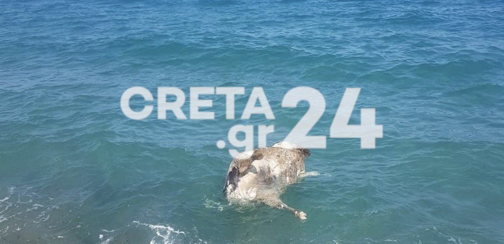 Ηράκλειο: Νεκρή αγελάδα μέσα στη θάλασσα - Δείτε φωτογραφίες
