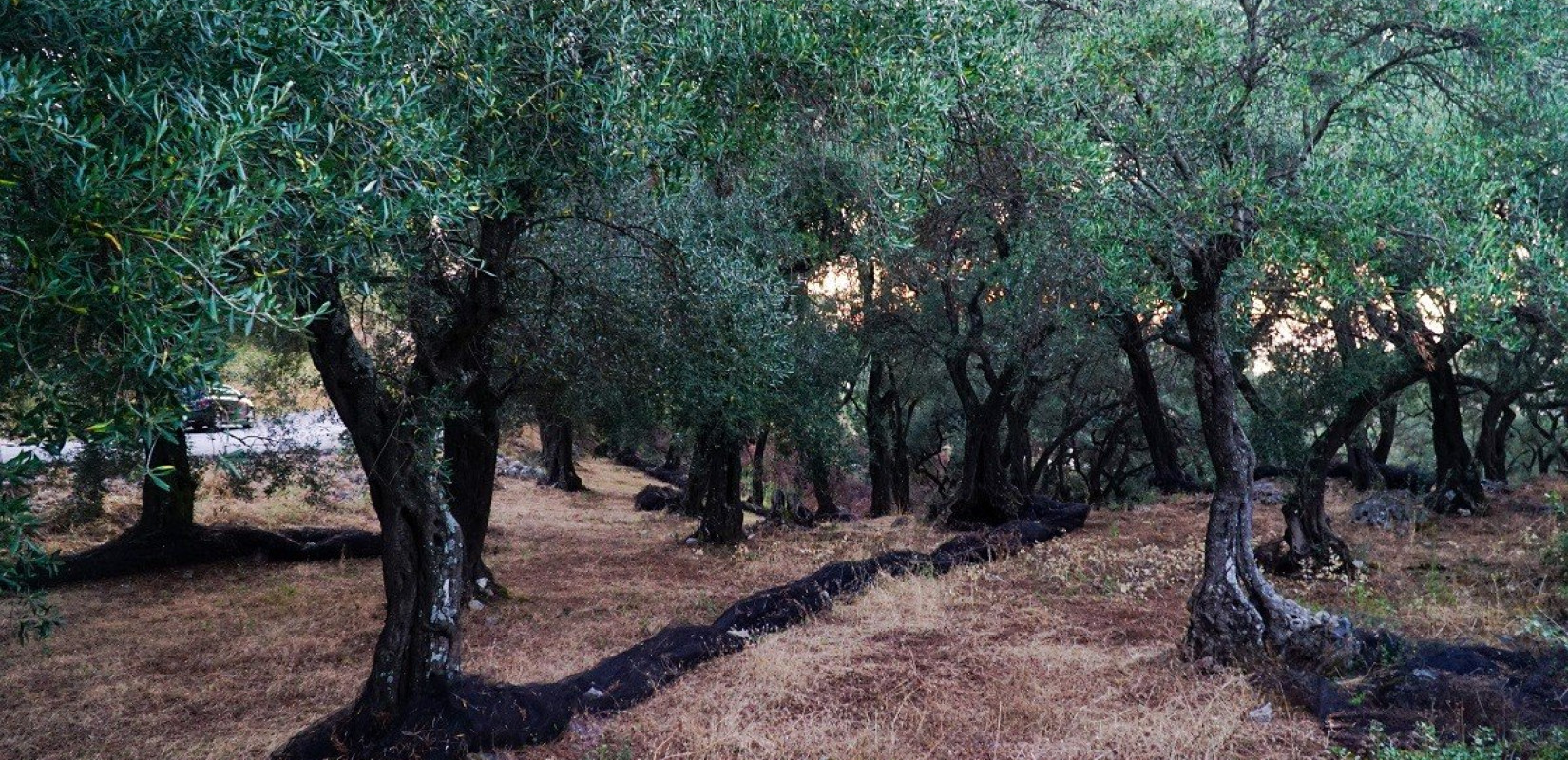 Με ταχείς ρυθμούς εξελίσσεται η πρόωρη  φετινή  ανθοφορία των ελαιοδέντρων