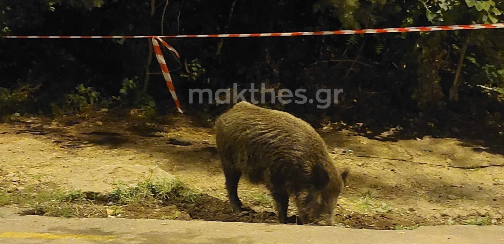 Θεσσαλονίκη: Δύο αγριογούρουνα βγήκαν για... φαγητό έξω από το Ζωολογικό Κήπο (βίντεο, φωτ.)