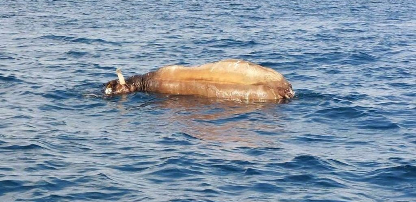 Νεκρή αγελάδα επιπλέει στον Θερμαϊκό (φωτ. & βίντεο)