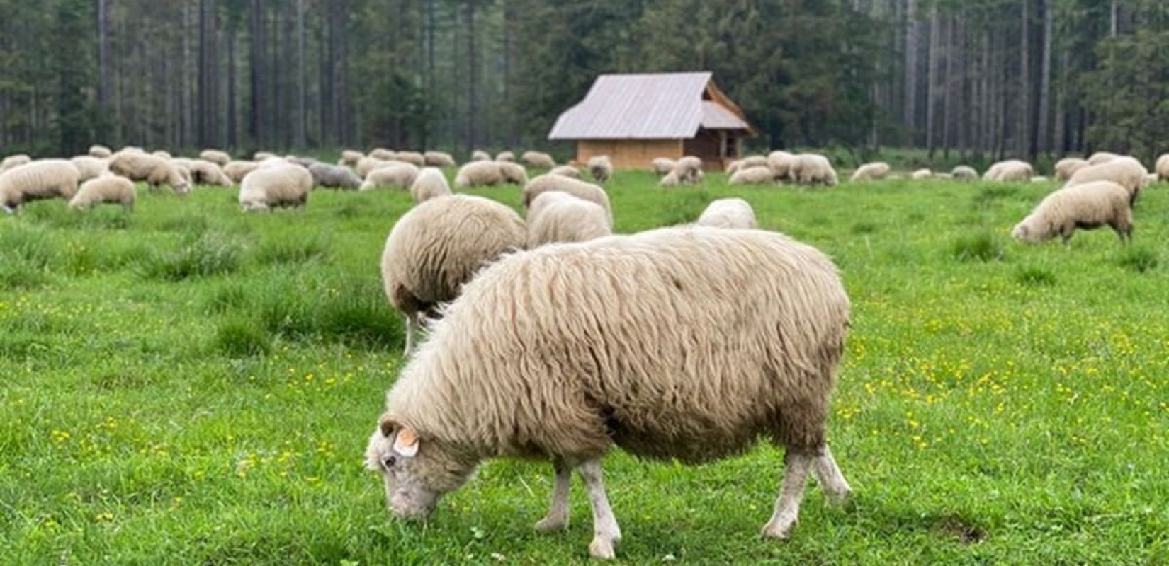 Θεσσαλονίκη: Ενημέρωση της Περιφέρειας Κ. Μακεδονίας για την ευλογιά των προβάτων