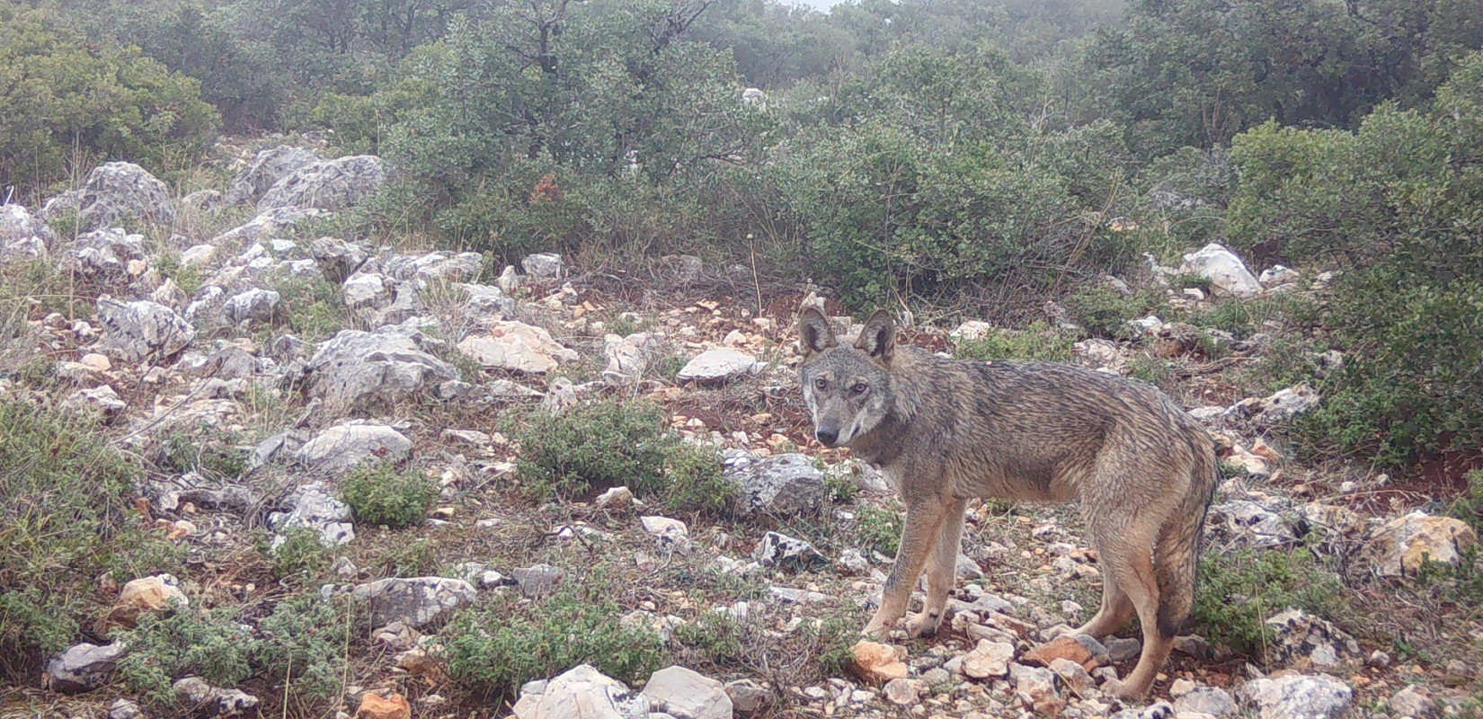 Δυο λύκαινες από την Ουκρανία υιοθέτησε ο Αρκτούρος