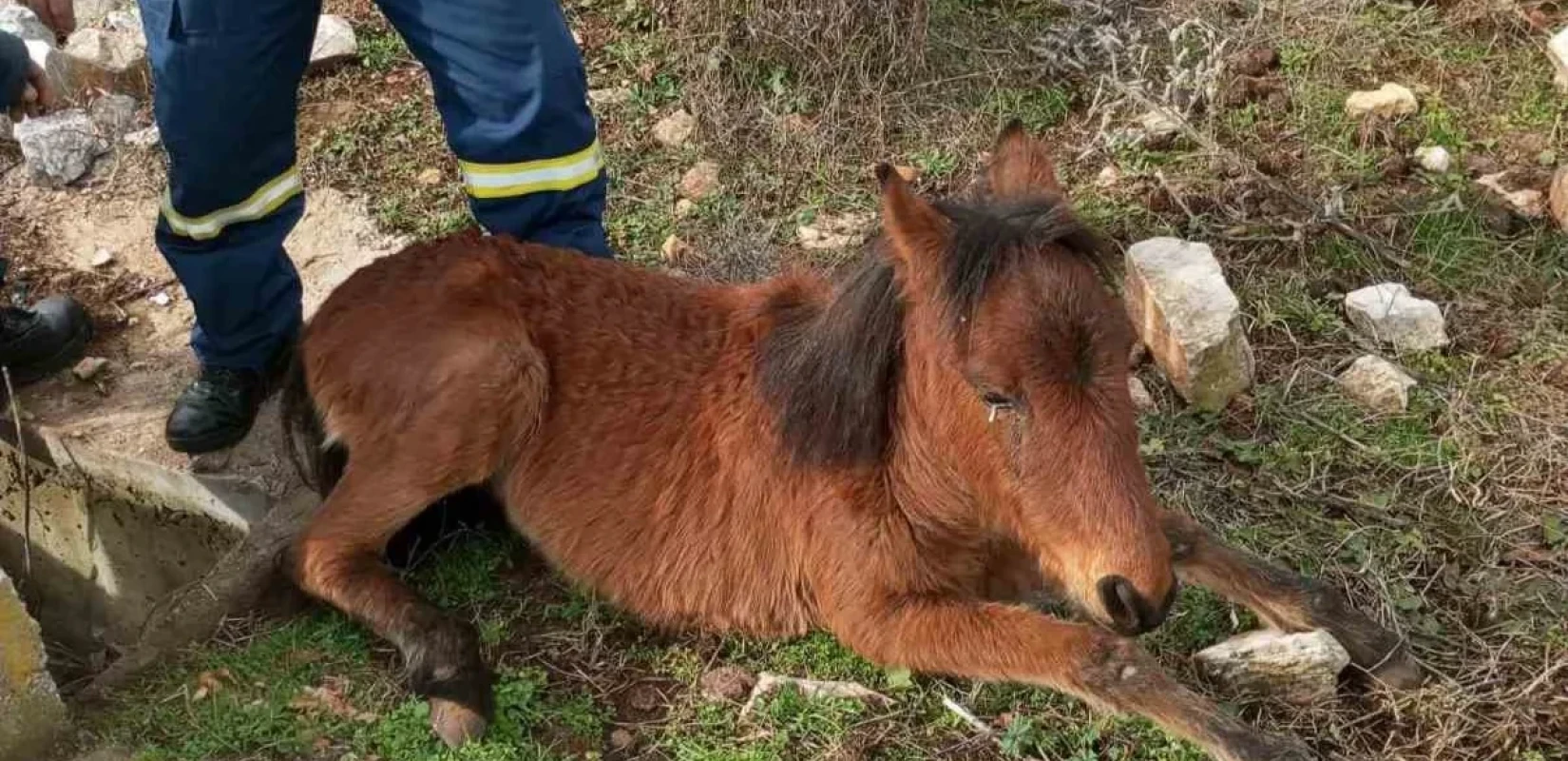 Ξάνθη: Πυροσβέστες διέσωσαν άλογο που είχε εγκλωβιστεί σε στενό φρεάτιο (φωτ.)