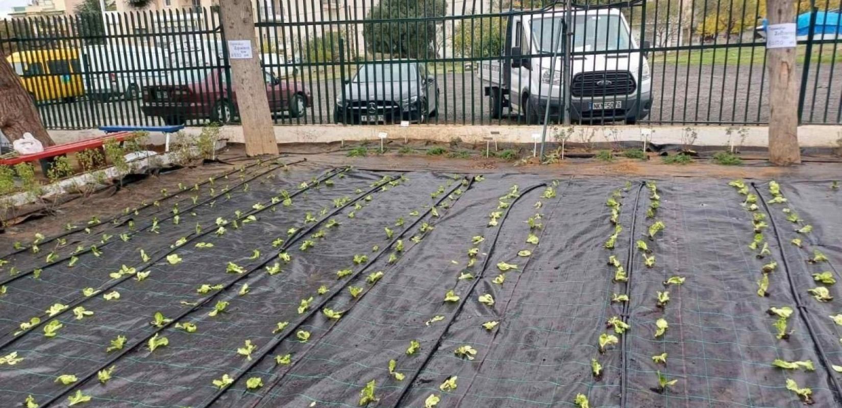 Θεσσαλονίκη: Ένας μοναδικός αρωματολαχανόκηπος στο 4ο δημοτικό σχολείο Πυλαίας (φωτ.)