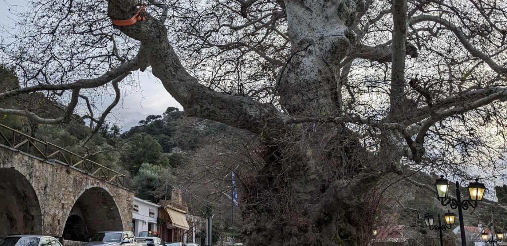 Ο «Γερο-πλάτανος» της Κρήτης και η σχέση του με τον Καζαντζάκη - Δείτε φωτογραφίες 