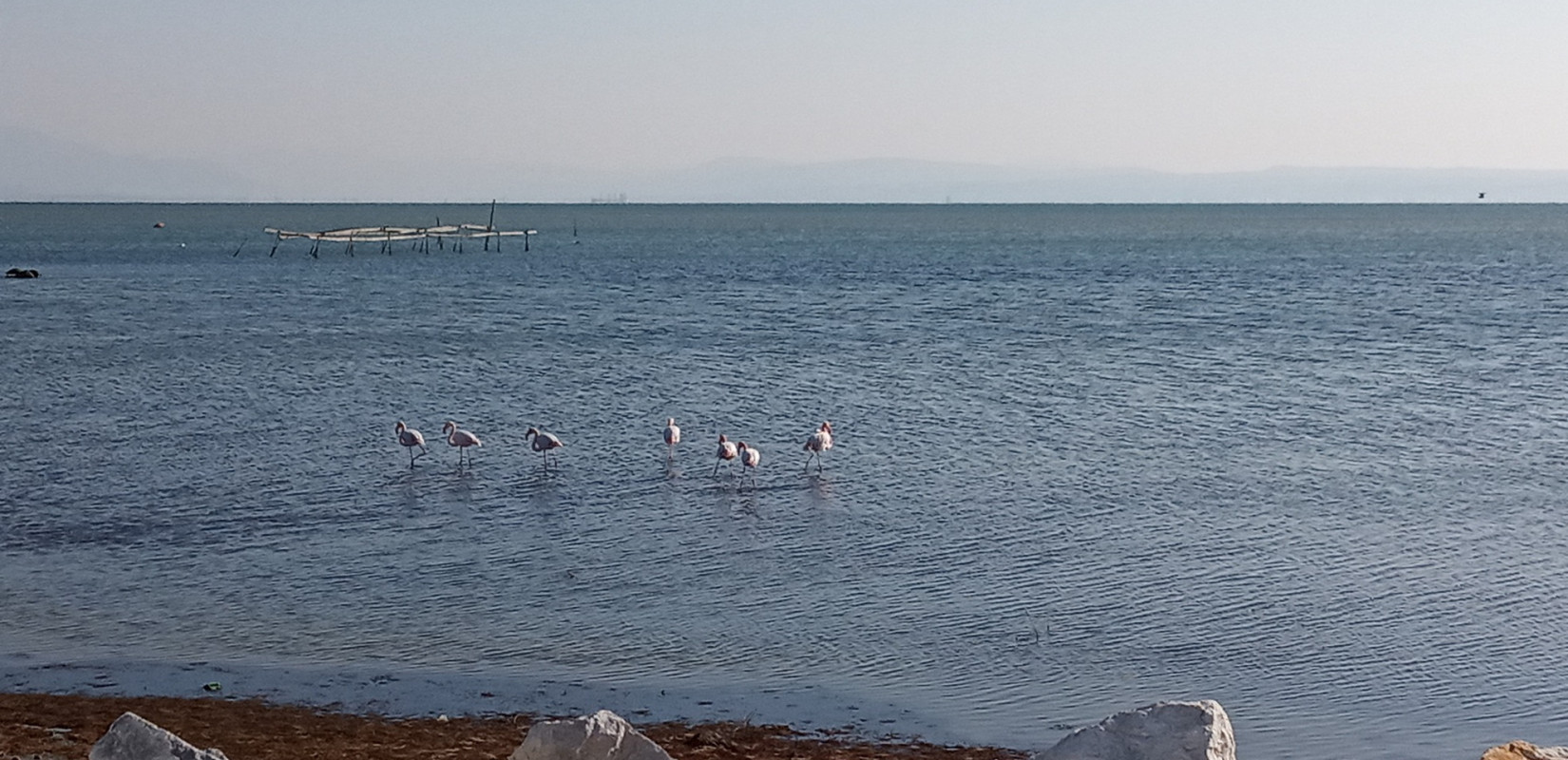 Περισσότερα από 32.000 πουλιά ζουν στο Εθνικό Πάρκο Δέλτα Αξιού - Δείτε φωτογραφίες