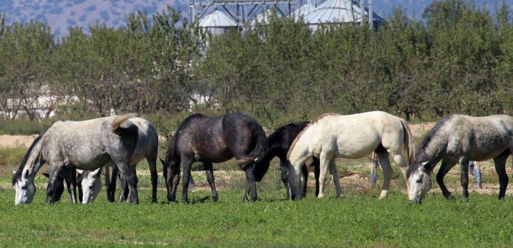 Φρίκη στα Γρεβενά με τα τεμαχισμένα άλογα: «Τα πήραν για κρέας» (βίντεο)