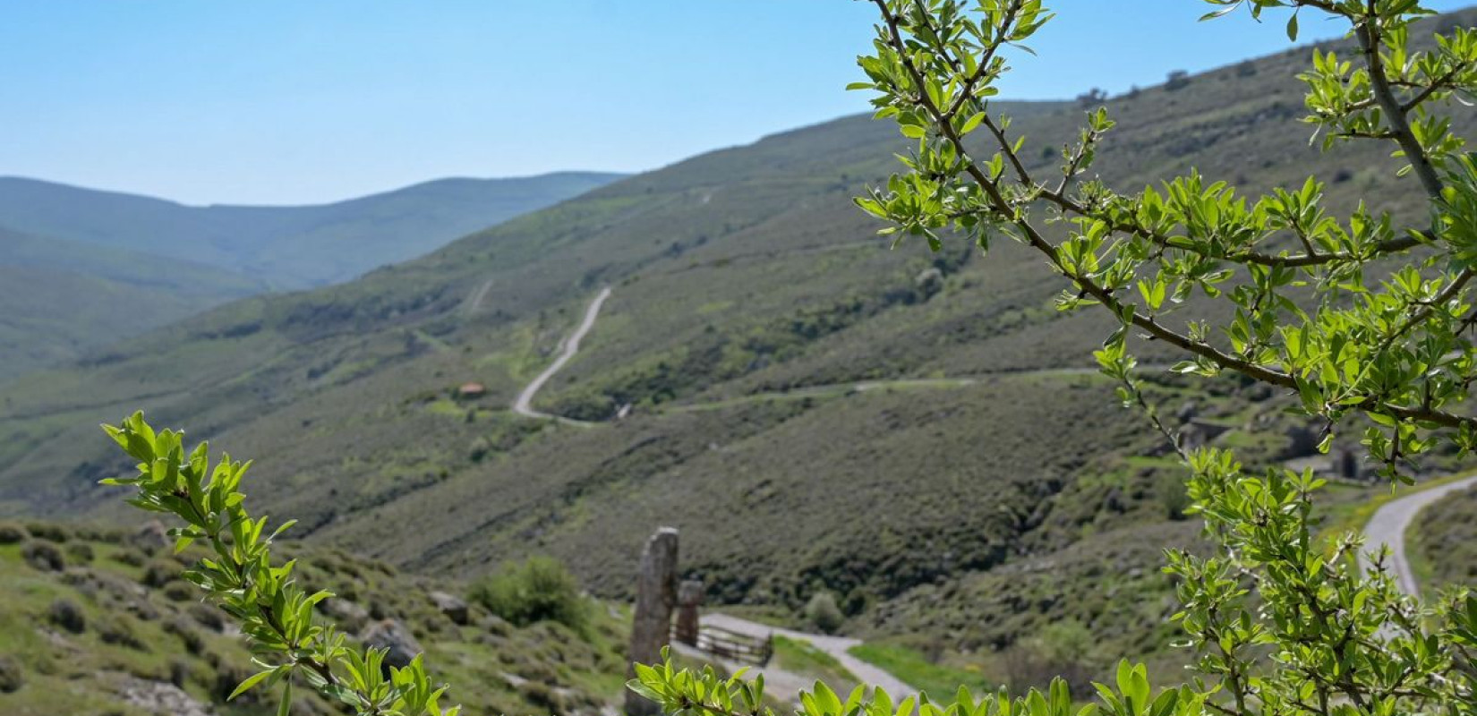 Η ανοιξιάτικη ανθοφορία ξεκίνησε στο πάρκο του Απολιθωμένου Δάσους Λέσβου